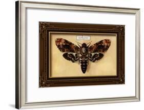 Death's Head Moth-Lantern Press-Framed Art Print