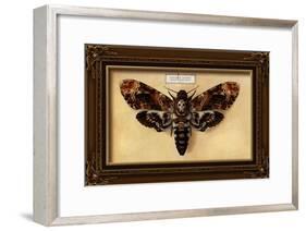 Death's Head Moth-Lantern Press-Framed Art Print