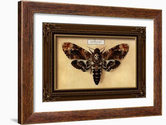 Death's Head Moth-Lantern Press-Framed Art Print