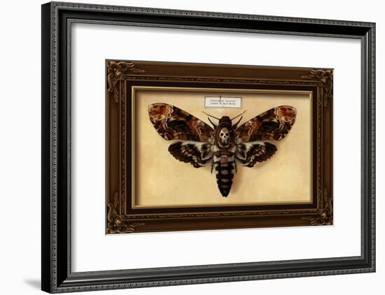 Death's Head Moth-Lantern Press-Framed Art Print