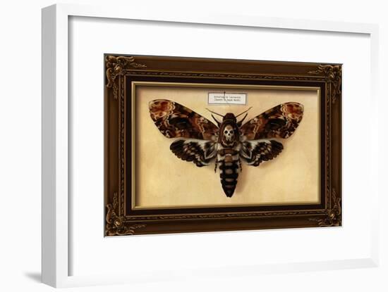 Death's Head Moth-Lantern Press-Framed Art Print