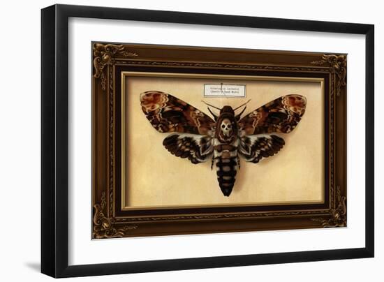 Death's Head Moth-Lantern Press-Framed Art Print