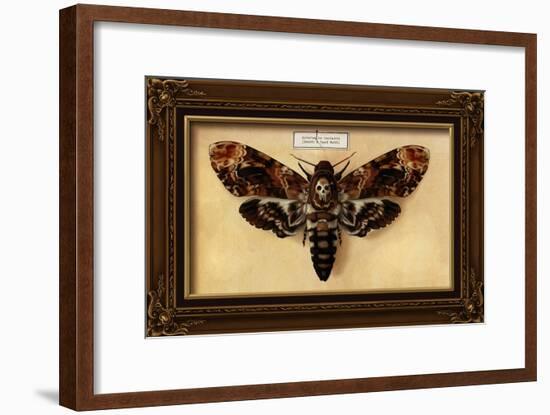 Death's Head Moth-Lantern Press-Framed Art Print