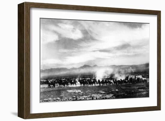 Death Valley, California - View of a Twenty Mule Borax Team-Lantern Press-Framed Art Print