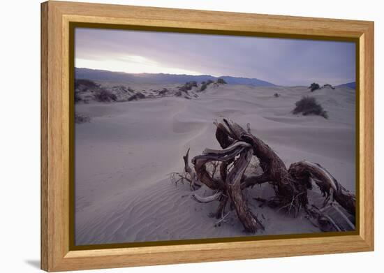 Death Valley Tree, California-George Oze-Framed Premier Image Canvas