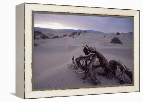 Death Valley Tree, California-George Oze-Framed Premier Image Canvas