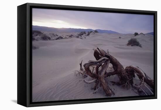 Death Valley Tree, California-George Oze-Framed Premier Image Canvas