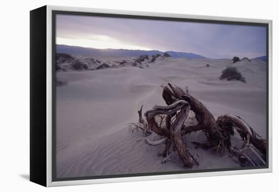 Death Valley Tree, California-George Oze-Framed Premier Image Canvas