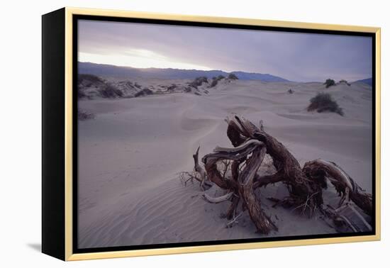 Death Valley Tree, California-George Oze-Framed Premier Image Canvas