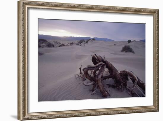 Death Valley Tree, California-George Oze-Framed Photographic Print