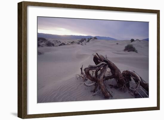 Death Valley Tree, California-George Oze-Framed Photographic Print