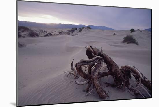 Death Valley Tree, California-George Oze-Mounted Photographic Print