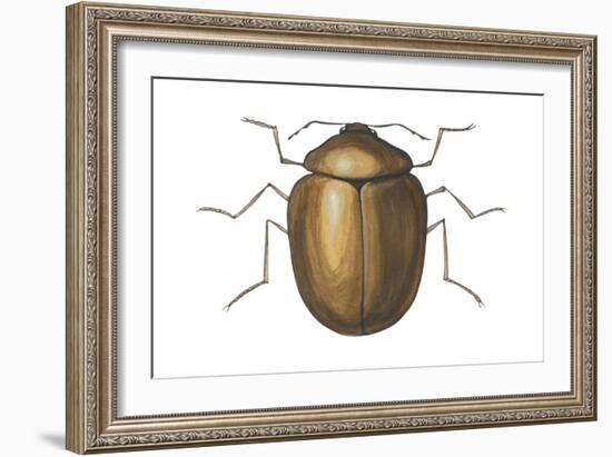 Death Watch Beetle (Catorama Punctatum), Insects-Encyclopaedia Britannica-Framed Art Print