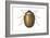 Death Watch Beetle (Catorama Punctatum), Insects-Encyclopaedia Britannica-Framed Art Print