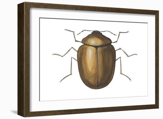 Death Watch Beetle (Catorama Punctatum), Insects-Encyclopaedia Britannica-Framed Art Print