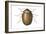 Death Watch Beetle (Catorama Punctatum), Insects-Encyclopaedia Britannica-Framed Art Print