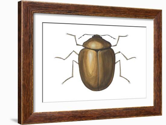 Death Watch Beetle (Catorama Punctatum), Insects-Encyclopaedia Britannica-Framed Art Print