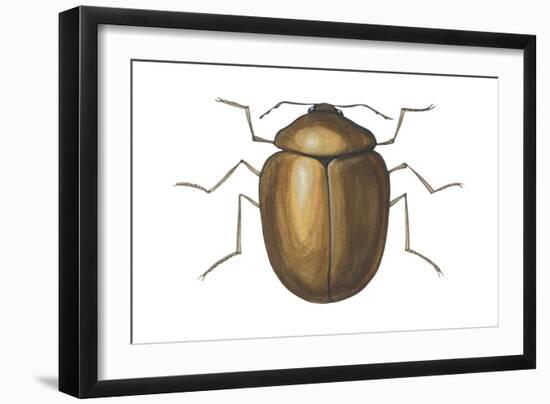 Death Watch Beetle (Catorama Punctatum), Insects-Encyclopaedia Britannica-Framed Art Print