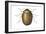 Death Watch Beetle (Catorama Punctatum), Insects-Encyclopaedia Britannica-Framed Art Print