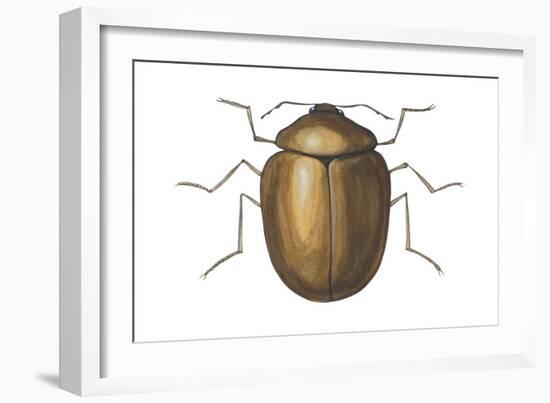 Death Watch Beetle (Catorama Punctatum), Insects-Encyclopaedia Britannica-Framed Art Print