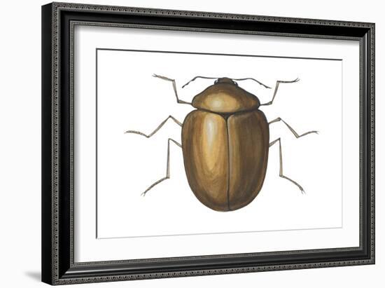 Death Watch Beetle (Catorama Punctatum), Insects-Encyclopaedia Britannica-Framed Art Print