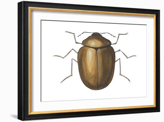 Death Watch Beetle (Catorama Punctatum), Insects-Encyclopaedia Britannica-Framed Art Print