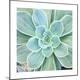 Premium Photographic Print