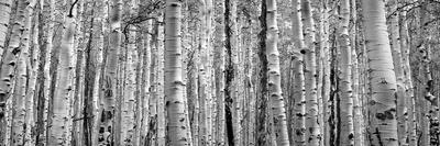 Yellow Aspen Trees Contrast Blue Sky Background-deberarr-Mounted Photographic Print