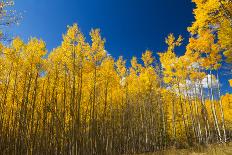 Yellow Aspen Trees Contrast Blue Sky Background-deberarr-Framed Photographic Print