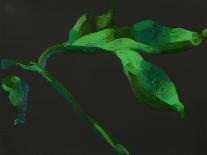 Frangipani Leaves, Bequia, 2008-Deborah Barton-Giclee Print