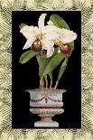 Orchid in Urn I-Deborah Bookman-Art Print