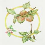 Apple Cycle-Deborah Kopka-Giclee Print