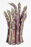 Asparagus-Deborah Kopka-Giclee Print