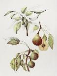 Pine Street Pears-Deborah Kopka-Giclee Print