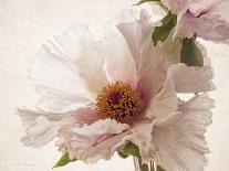 Translucent Peony IIBW-Debra Swearingen-Art Print