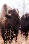 American Bison VI-Debra Van Swearingen-Photographic Print