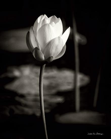 Photo, , large