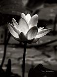 Lotus Flower VII-Debra Van Swearingen-Art Print