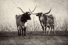 Texas Longhorns Crop-Debra Van Swearingen-Photographic Print