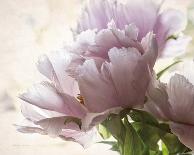 Translucent Peony VII-Debra Van Swearingen-Photo