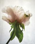 Lotus Flower II-Debra Van Swearingen-Art Print