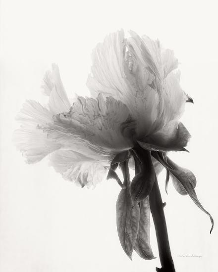 Photo, , large