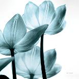 Translucent Tulips III Sq Aqua Crop-Debra Van Swearingen-Art Print