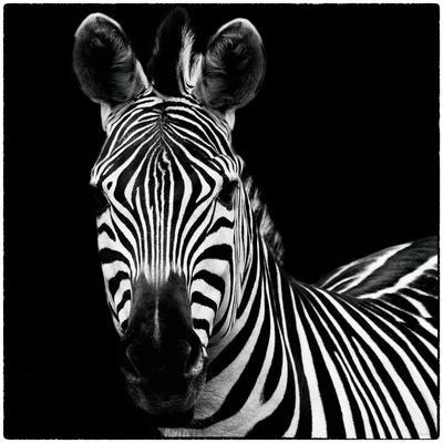 Black & White Animal Photography: Prints and Wall Art | Art.com