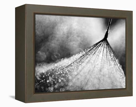 Debutante-Ursula Abresch-Framed Premier Image Canvas