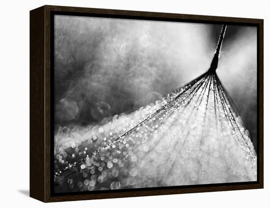 Debutante-Ursula Abresch-Framed Premier Image Canvas