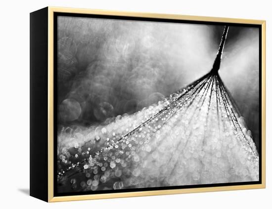 Debutante-Ursula Abresch-Framed Premier Image Canvas