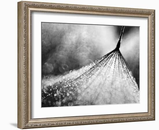 Debutante-Ursula Abresch-Framed Photographic Print