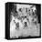 Debutants at Summer Party-Lisa Larsen-Framed Premier Image Canvas