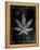 Decades Of Weed-JJ Brando-Framed Stretched Canvas